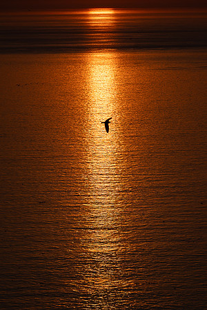Bempton-93