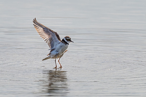 Little Ringed Plover 170522 -1