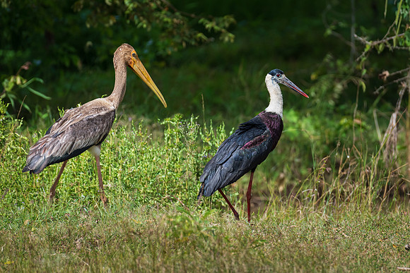 Painted Stork Juvenile and Woolly-necked Stork