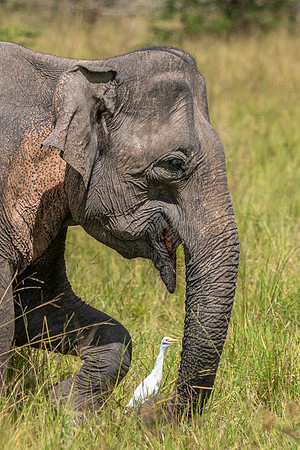 Indian Elephant -3