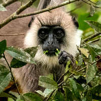 Grey Faced Langur Monkey -3