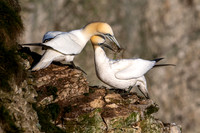 Bempton-181