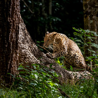 Young Leopard Sharpening Claws -1