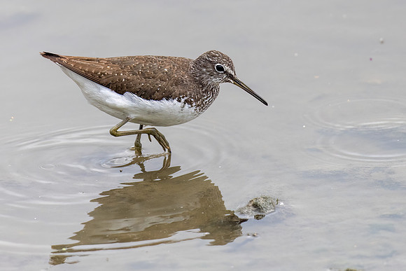 Green Sandpiper 0200822 -1