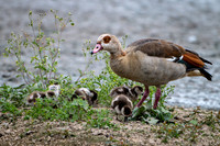 Egyptian Goose 020724-1