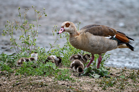 Egyptian Goose 020724-1