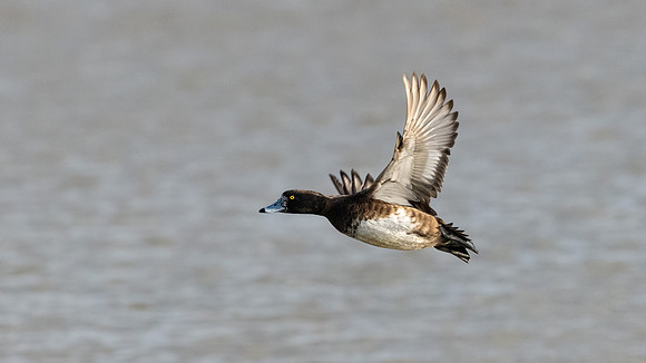 Tufted Duck 230222 -1