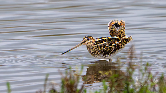 Snipe 100924-2