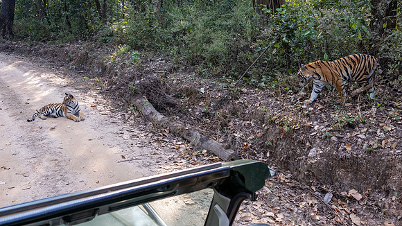Tigers and Jeep
