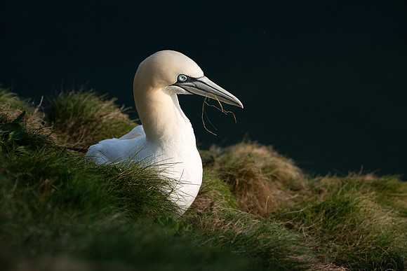 Bempton-126