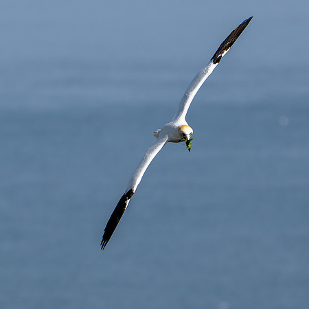 Bempton-50
