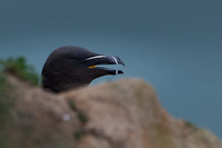 Razorbill -7