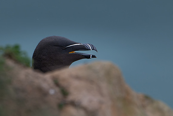 Razorbill -7