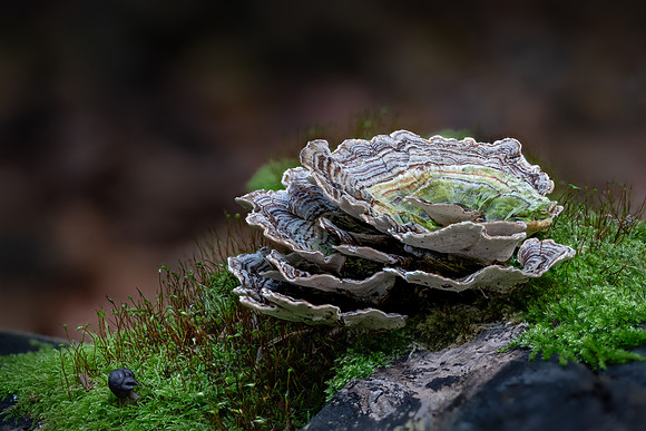 Turkey Tail Mushroom 121024
