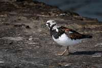 Ruddy Turnstone