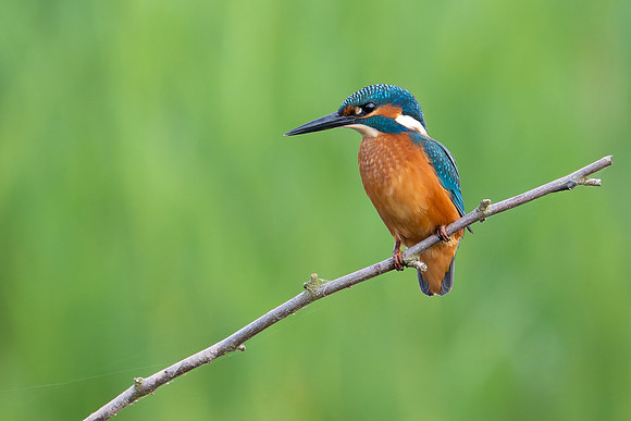 Kingfisher 300724-1