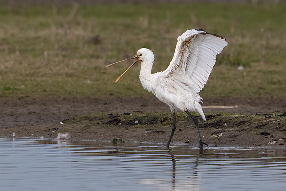 Spoonbill 250325-5