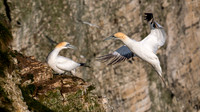 Bempton-185