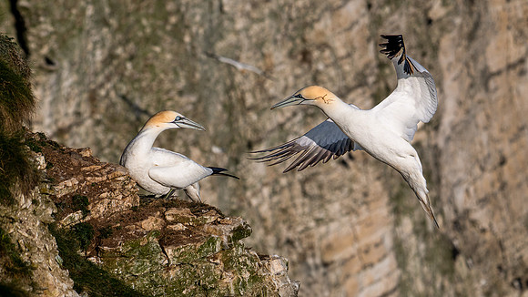 Bempton-185