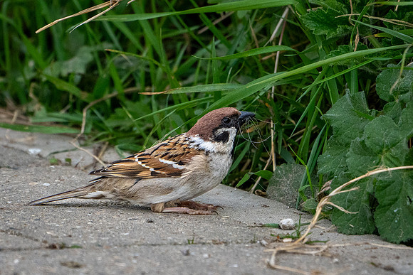 Tree Sparrow -2