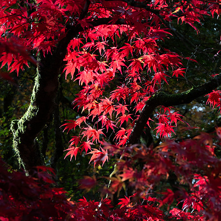 Batsford-23