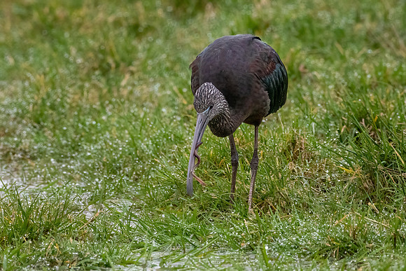 Glossy Ibis with Eel 010322-2