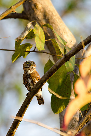 Ferruginous Pygmy Owl