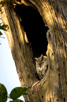 Indin Scops Owl