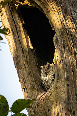 Indin Scops Owl