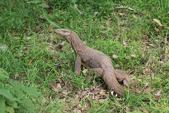 Monitor Lizard -2