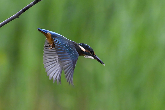 Kingfisher 090724-8