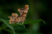 Comma 270722 -1