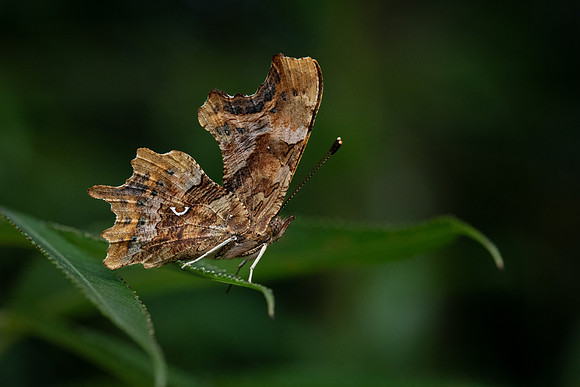 Comma 270722 -1