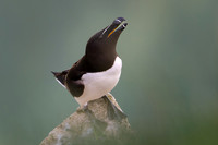 Razorbill -6