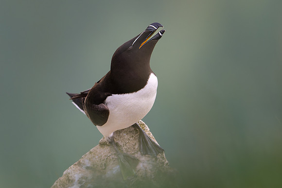 Razorbill -6
