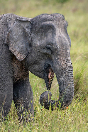 Indian Elephant -1