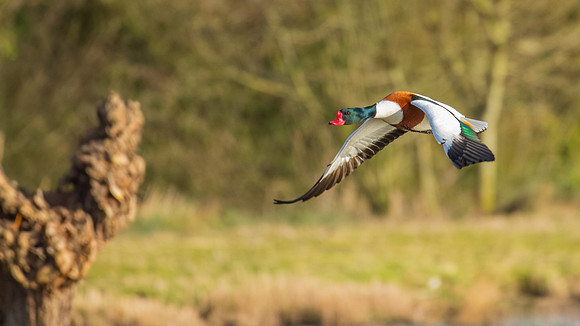 Shelduck 230222 -2