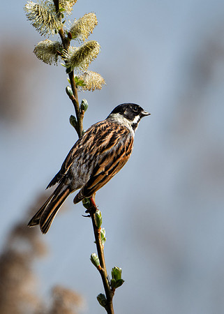 Reed Bunting ♂ 110425