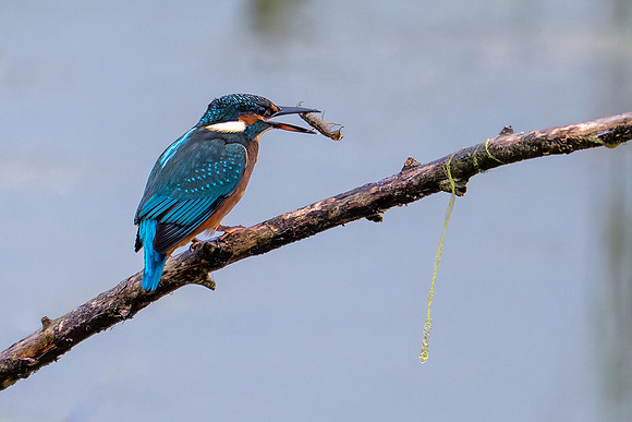 Kingfisher 090724-2
