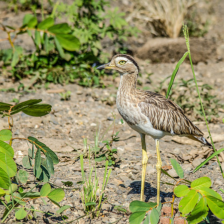 Double Striped Thick-Knee