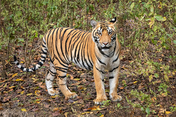 Tiger -3