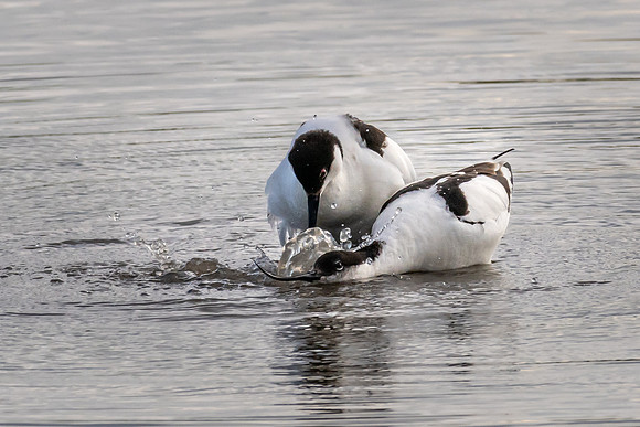 Avocets Mating 240522 -1