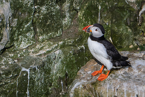 Puffin -3