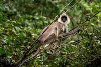 Grey Faced Langur Monkey -2