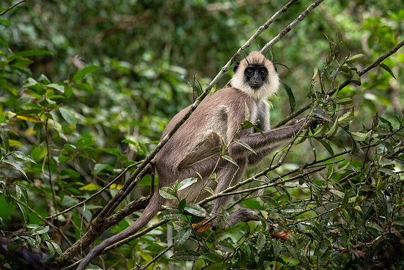Grey Faced Langur Monkey -2