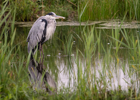 Grey Heron 230724-4