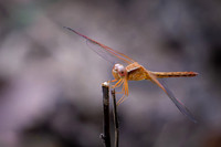 Globe Skimmer