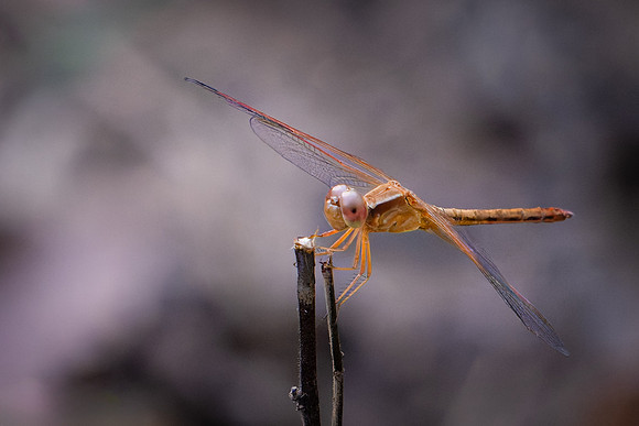 Globe Skimmer