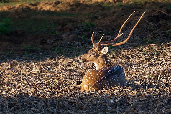 Spotted Deer Stag enjoying the morning sun