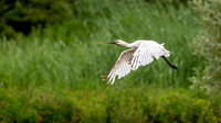 Spoonbill Flying 0306254